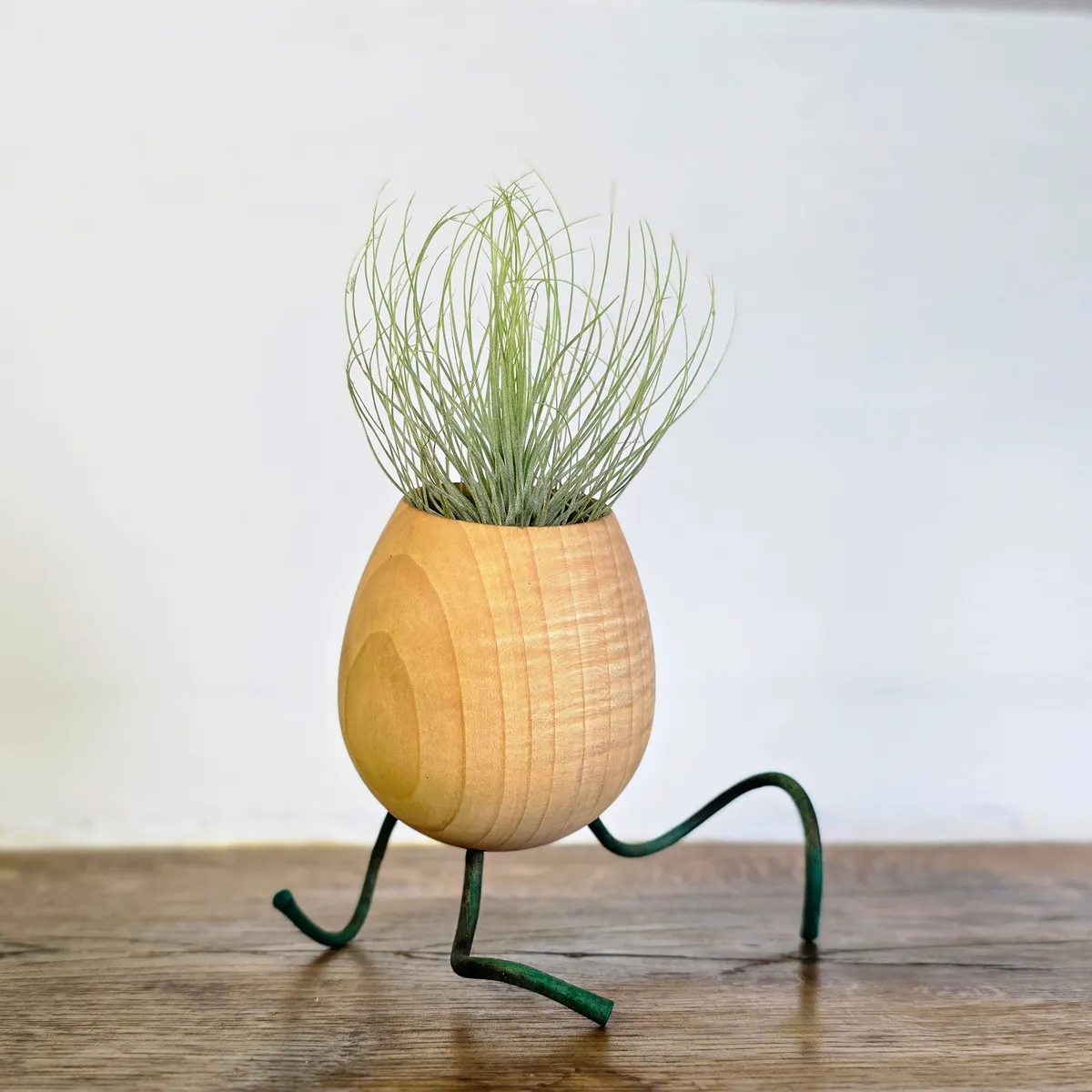 Pod fille de l'air, plante épiphyte