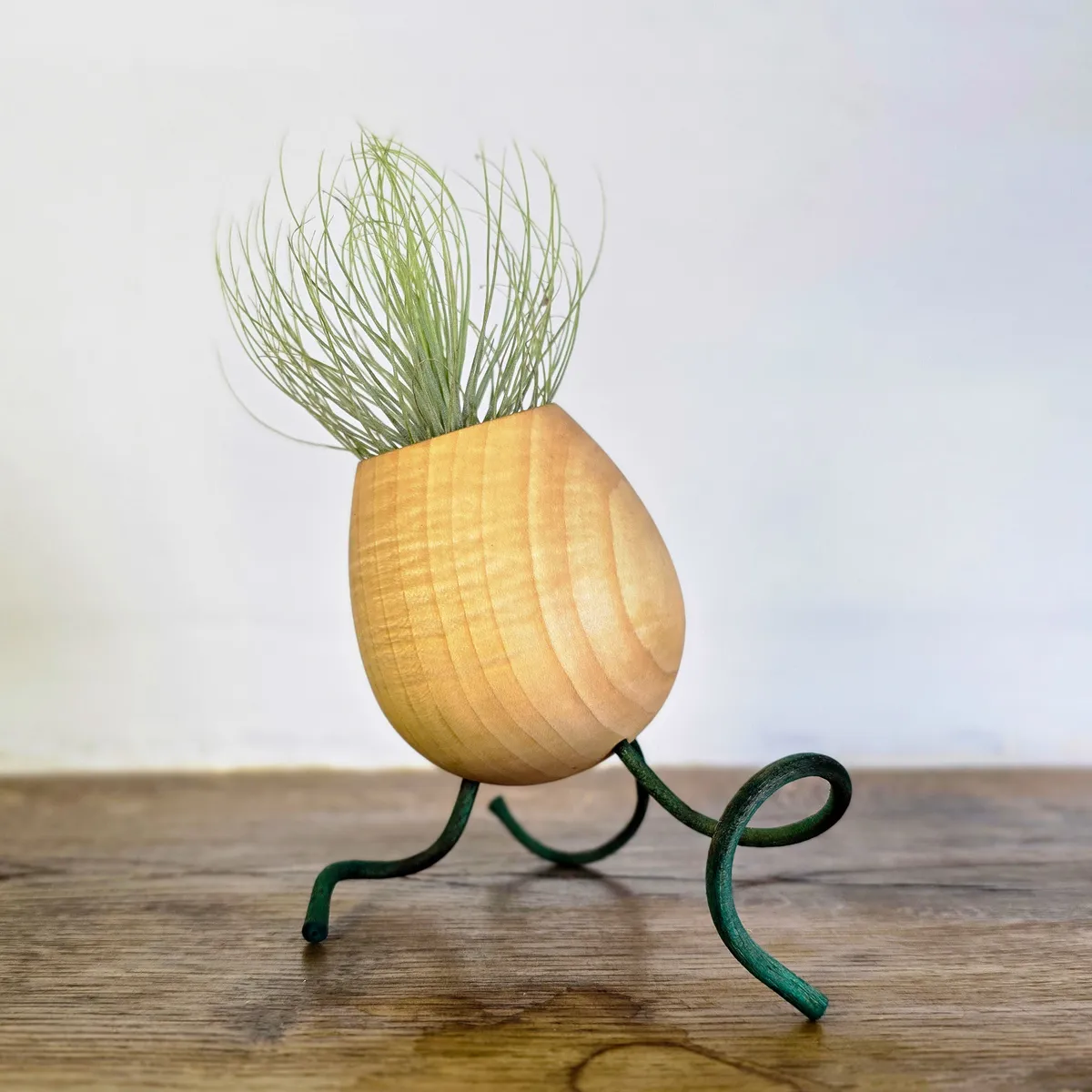 Pot sur patte, plante épiphyte, demoiselle de l'air